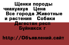 Щенки породы чиахуахуа › Цена ­ 12 000 - Все города Животные и растения » Собаки   . Дагестан респ.,Буйнакск г.